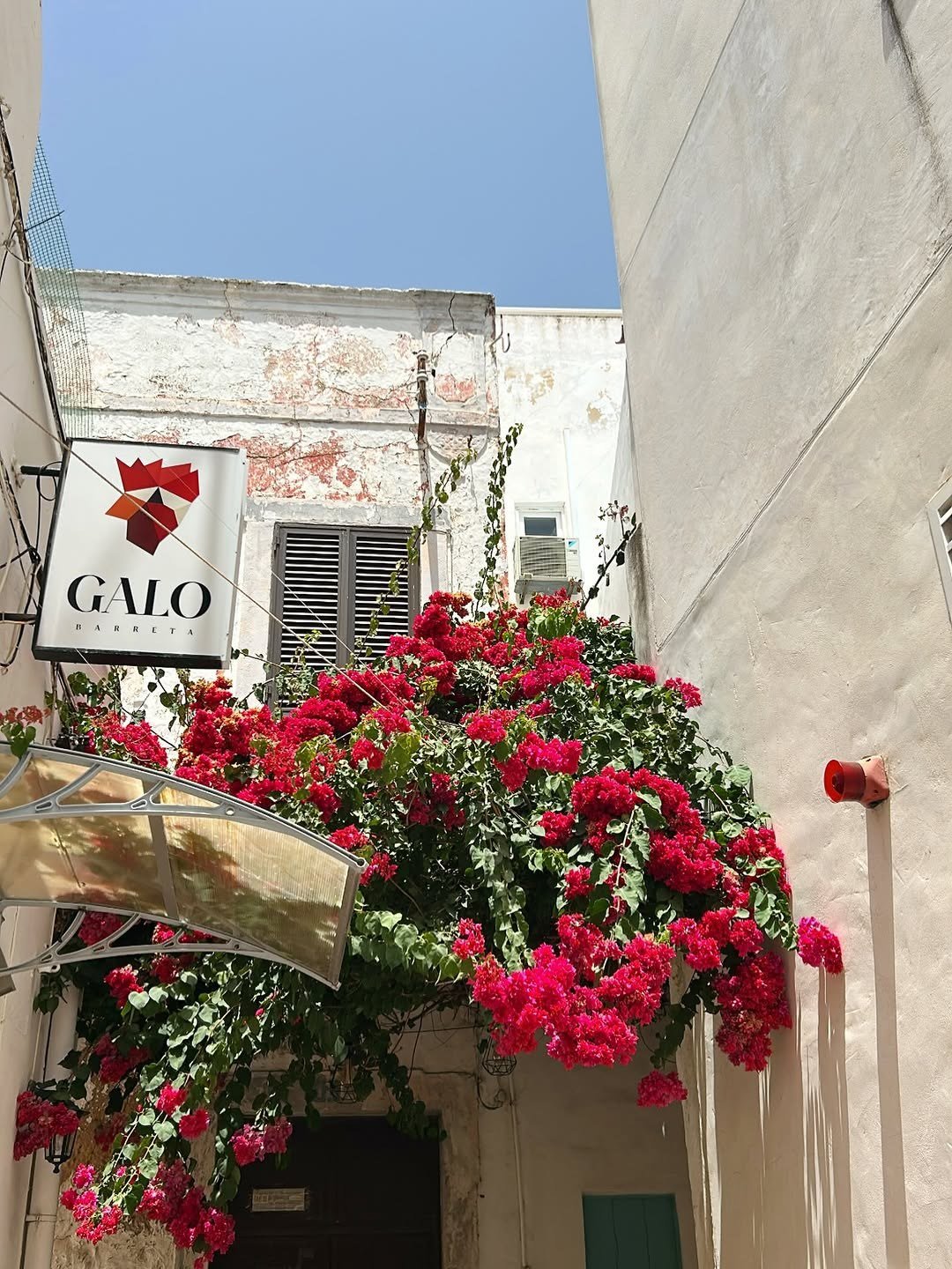 Rua estreita de paredes brancas com buganvílias vermelhas em flor e a tabuleta do Galo